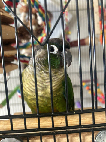 Sell my bird and cage conuree