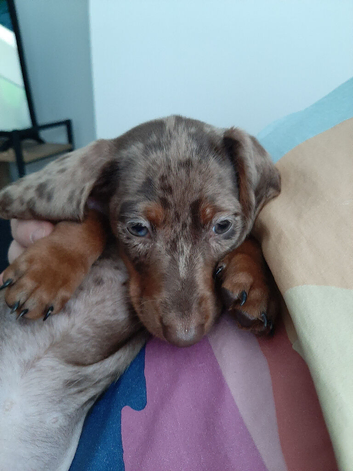 Miniature Dachshund Dapple Boy