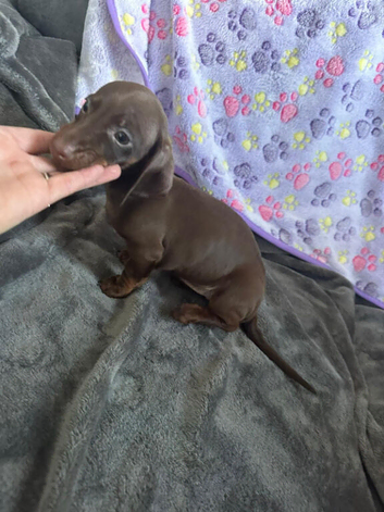 Adorable Miniature Dachshund Puppies Ready for Loving Homes