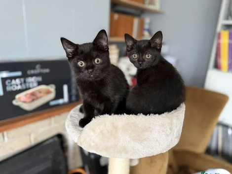 Black British Shorthair Kittens