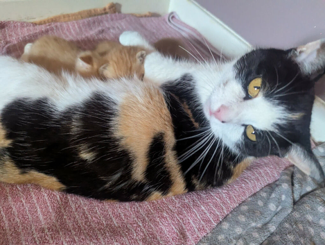 3 beautiful little kittens