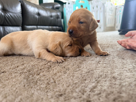 Yellow/dark yellow Labradors