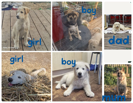 2 puppies for sale 7 have already found homes.