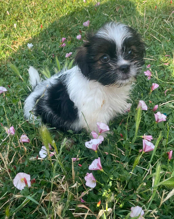 Shih Tzu cross Yorkshire