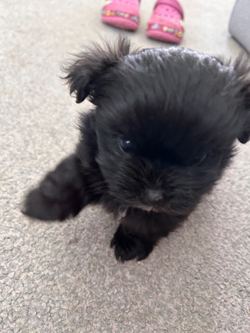 Pomeranian X Maltese