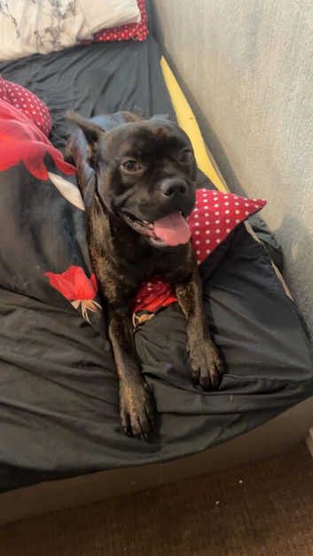 Staff x frenchy experienced home only