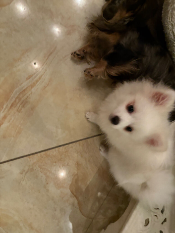 Pomeranian boy