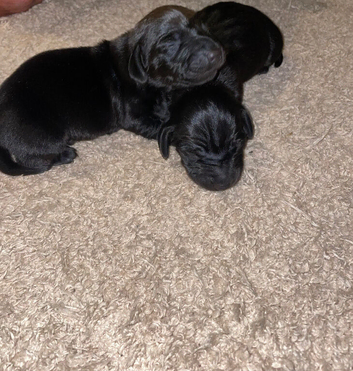 Miniature dachshund puppy