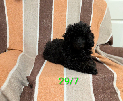 Toy poodle girl last one ,KC Reg,Fully vaccinated