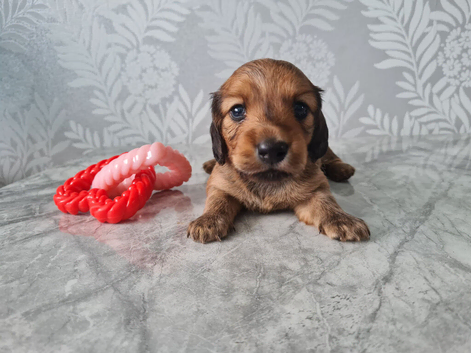 Small Standard Long-Haired Dachshund Puppies