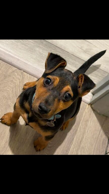 Jack russle