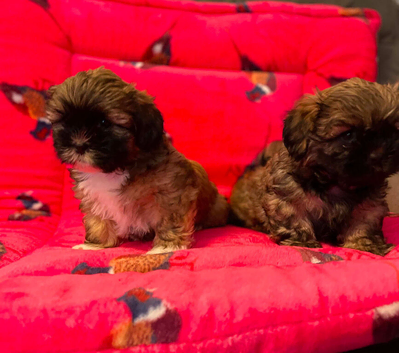 Lhasa apso/shih tzu