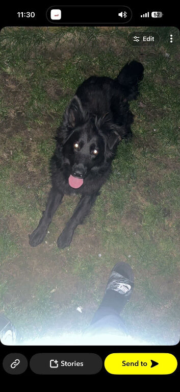 5 German Shepard puppies