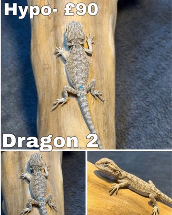 Bearded Dragons Ready To Reserve