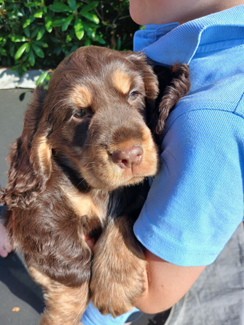 Show Cocker Spaniel