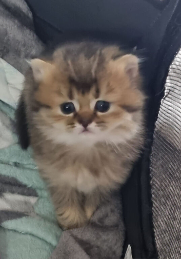 British Semi Haired Kittens