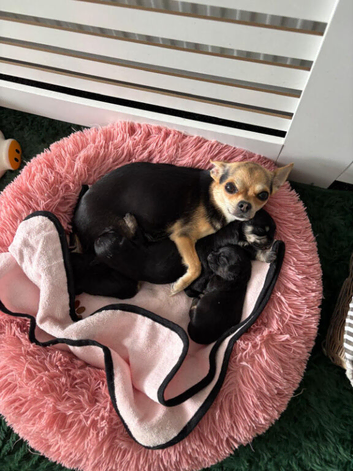 Shichi puppies
