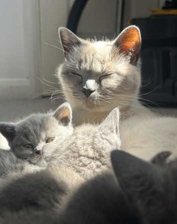 Blue British shorthair
