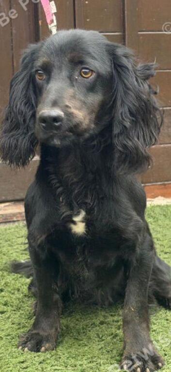 Cocker spaniel