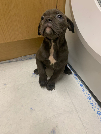 Old English bulldog puppy&rsquo;s ready to leave