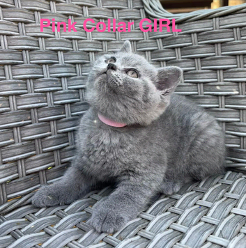 GCCF Blue British Short Hair Kittens