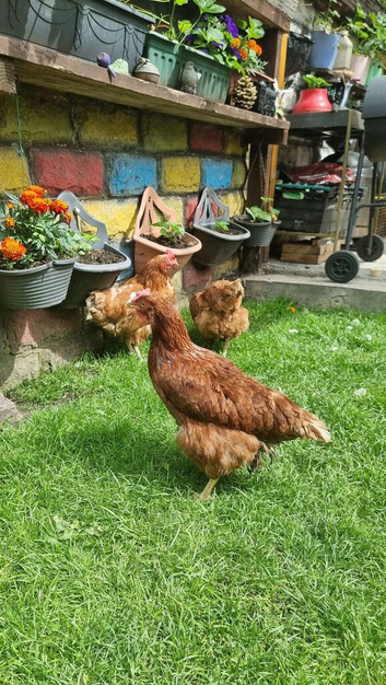 Chicken hens