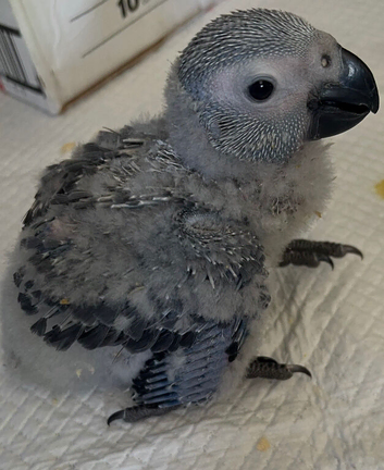 Baby African Grey Parrot