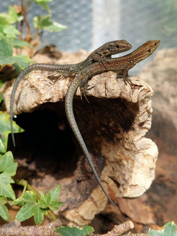 Common Wall Lizards - Podarcis muralis ssp brongniardii (het melanistic)