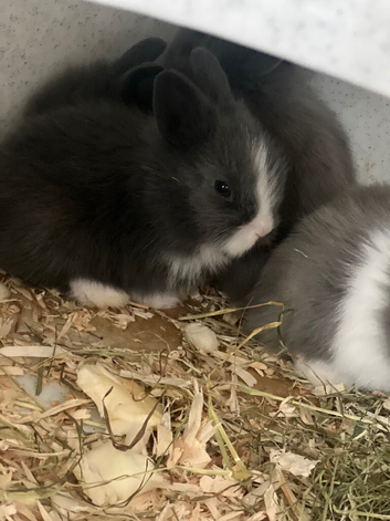 double lionhead baby rabbits