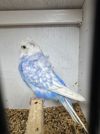 Helicopter budgie cock