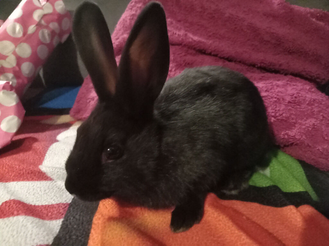 9wk old black boy