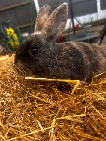 Baby rabbits ready to go