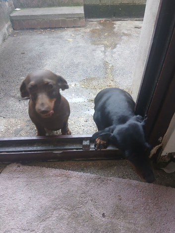 Dachsund sisters