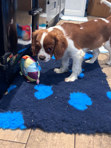 Gorgeous Cav Puppies