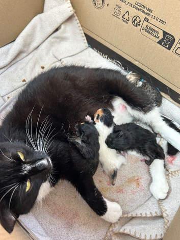 KITTENS LOOKING FOR THEIR FOREVER HOMES