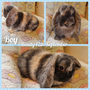 Mini lop kits
