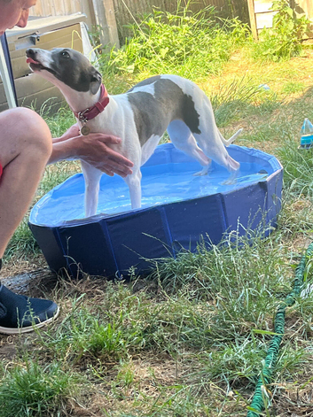 Blue and white whippet bitch