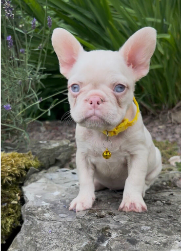 Blue eyed pink frenchies