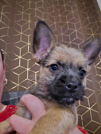 Chorkie x jorkie