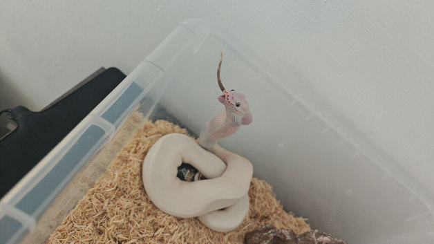 5 foot enclosure