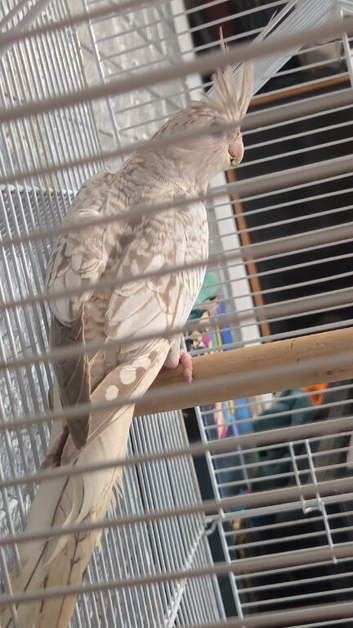Cockatile