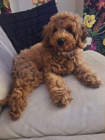 Miniature poodle