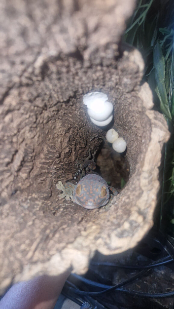 Baby Tokays