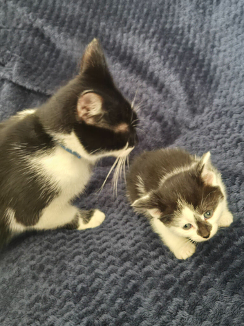 Kittens