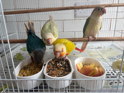 Hand tame Conures