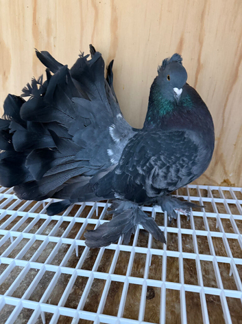 Indian Fantail