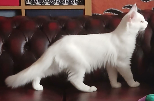White Maine Coon Kitten