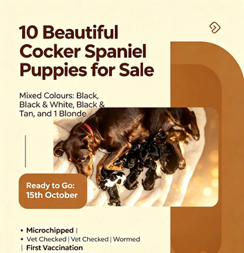 Cocker spaniel puppies