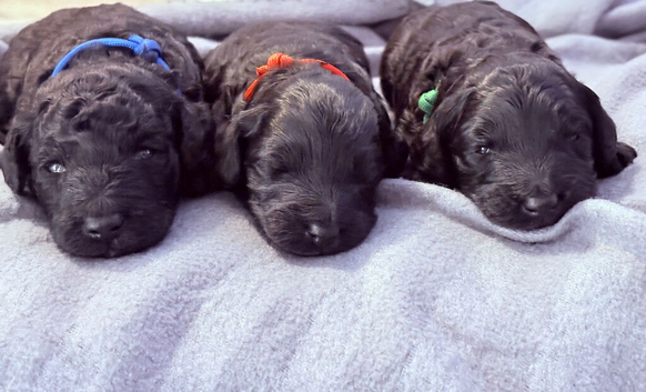 Exceptional F1bbb Bordoodle Puppies &ndash; 5-Generation Known History & Hypoallergenic