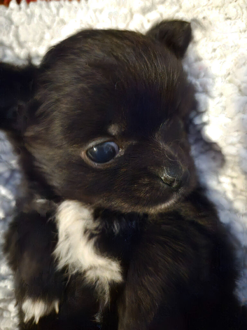 Beautiful small black pomchi
